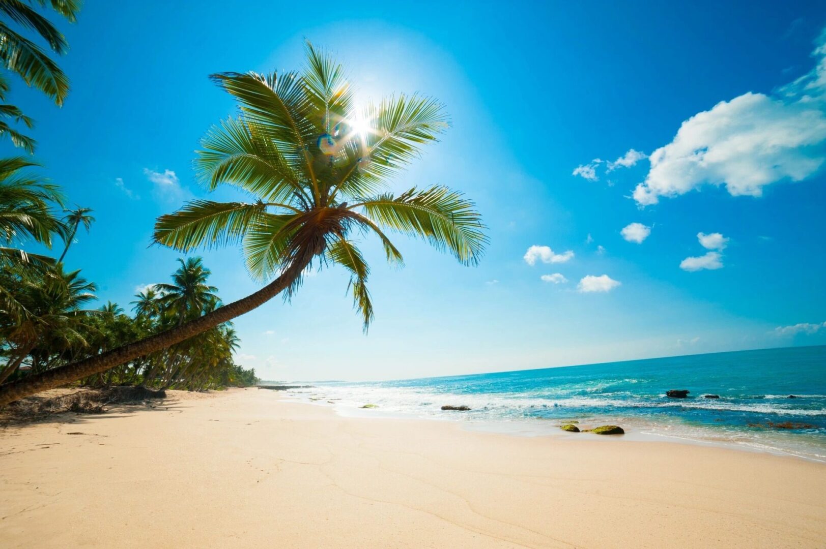 A palm tree on the beach with the sun shining.